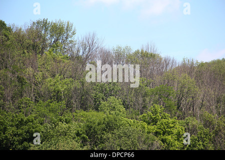 Toten Eschen von Ash Borer Käfer Cincinnati Ohio Stockfoto