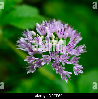 Allium Nutans blau Schnittlauch Juli Sommer Pflanze Porträts blass rosa Blüten Blütenblätter Kräuter Zwiebeln essbar kulinarische Closeup selektive Stockfoto