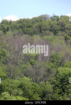 Toten Eschen von Ash Borer Käfer Cincinnati Ohio Stockfoto