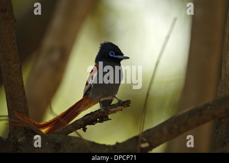 African Paradise Flycatcher (Terpsiphone Viridis) Stockfoto