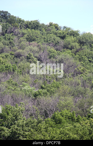 Toten Eschen von Ash Borer Käfer Cincinnati Ohio Stockfoto