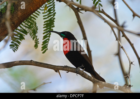 Scharlach-chested Sunbird (Chalcomitra Senegalensis), Männlich Stockfoto