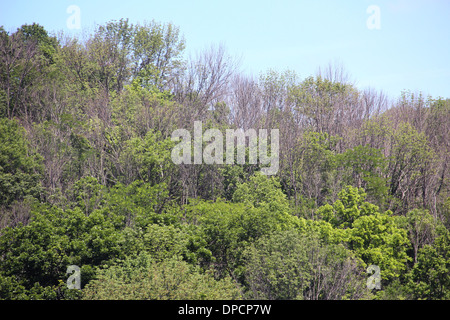 Toten Eschen von Ash Borer Käfer Cincinnati Ohio Stockfoto