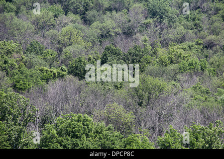 Toten Eschen von Ash Borer Käfer Cincinnati Ohio Stockfoto