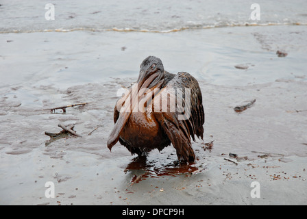 Eine Öl bedeckt Pelikan sitzt in einer dicken Masse von Rohöl aus dem Blowout der BP Deepwater Horizon im Golf von Mexiko Öl 8. Mai 2010 in Grand Isle, Louisiana. Stockfoto