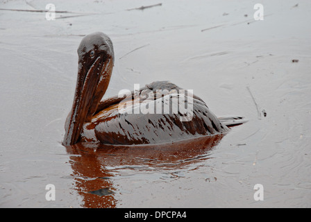 Eine Öl bedeckt Pelikan sitzt in einer dicken Masse von Rohöl aus dem Blowout der BP Deepwater Horizon im Golf von Mexiko Öl 8. Mai 2010 in Grand Isle, Louisiana. Stockfoto