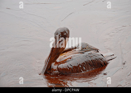 Eine Öl bedeckt Pelikan sitzt in einer dicken Masse von Rohöl aus dem Blowout der BP Deepwater Horizon im Golf von Mexiko Öl 8. Mai 2010 in Grand Isle, Louisiana. Stockfoto