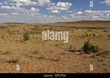 Die Masai Mara-Landschaft im Februar Stockfoto