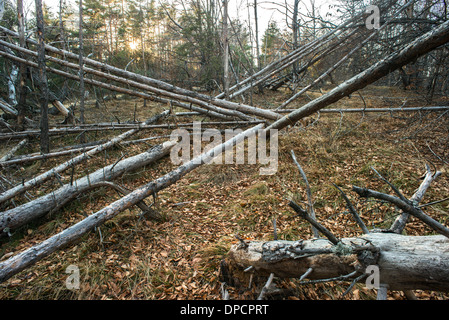 Gefallenen toten Bäumen im Wald. Stockfoto