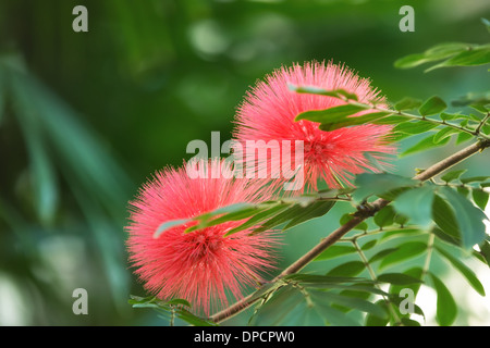 Bloomimg Mimosa Baum (Albizia Julibrissin), alias Silk Baum, Ast. Natürlichen grünen Hintergrund mit Textfreiraum. Stockfoto