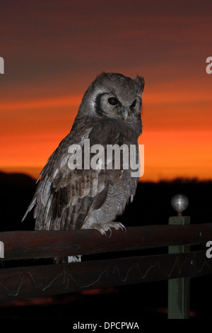 Verreaux der Uhu (Bubo Lacteus) sitzt auf einem Zaun bei Sonnenaufgang Stockfoto