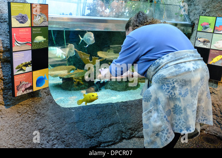 Eine Frau nimmt ein Bild von einem Kugelfisch Fisch mit einer Handy-Kamera im Denver Zoo in Denver, Colorado Stockfoto