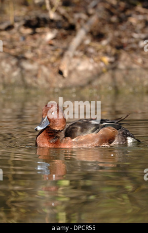 Eisenhaltige Ente (Aythya Nyroca), Schwimmen in Fluss Simeto, Stockfoto