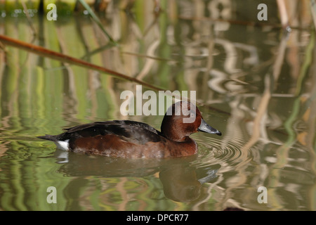 Moorente (Aythya nyroca), Schwimmen in simeto Fluss, Sizilien Stockfoto
