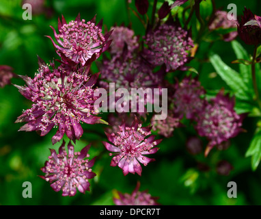 Astrantia große Roma Meisterwurz Masterworts rote Blume Blüte Schatten mehrjährige Pflanzen Stockfoto