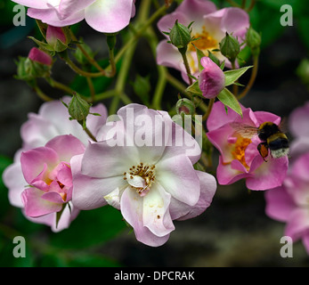 Biene Futter Fütterung Rosa Blush Rambler Wandern Klettern kletternde rose rosa Blumen Blüte Blüte blüht Stockfoto