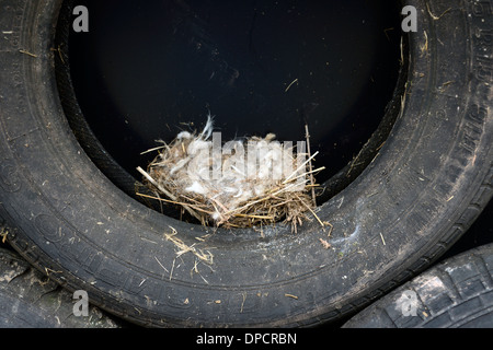 Vögel nisten in schwarzen Reifen Reifen Stack Silage Grube Bauernhof ungewöhnlich offenen unsichere unsichere Lage Vogel Verschachtelung Stockfoto