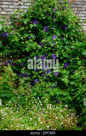 Clematis Perle d ' Azur namens Dazure Azur kräftige Kletterer Kletterwand klettern lila Blume Blüte blühende Pflanze Abdeckung Stockfoto