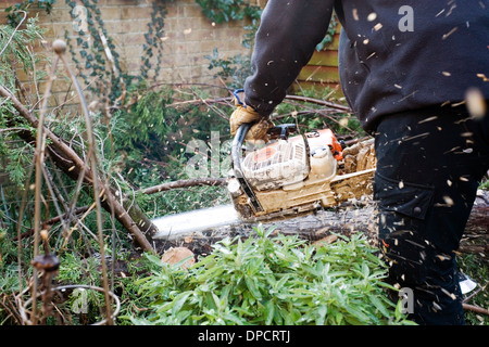 Baumpfleger mit Kettensäge zerschneiden Baum im Garten nach wird durch starke Winde im Winter Stürme England uk gefällt Stockfoto