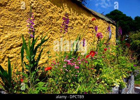 gelb gestrichenen Wand Cottage Garten traditionelle krautige mehrjährige Pflanze Pflanzen Mischung gemischt Schema Argyranthemum Daisy Fingerhut Stockfoto