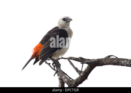 Gescheckte Weaver in Buffalo (Dinemellia Dinemelli) thront auf einem Ast, isoliert auf weiss, Serengeti Nationalpark, Tansania Stockfoto