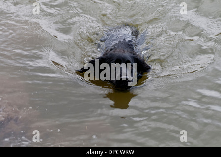 Cocker Spaniel-schwimmen Stockfoto