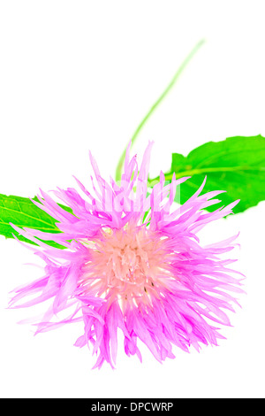 Klee-Blume isoliert auf weiss Stockfoto