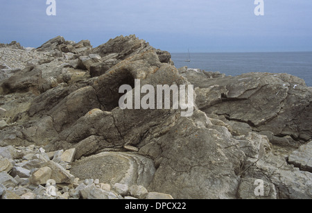 Prähistorische versteinerten Cycad in fossilen Waldes oberhalb von Lulworth Cove, Dorset, England Stockfoto