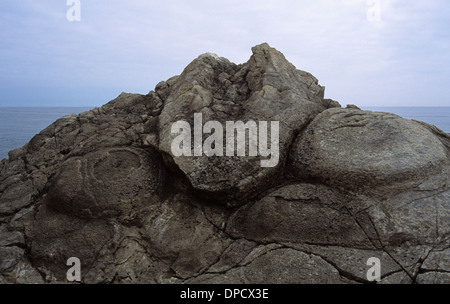 Prähistorische Ansammlung fossiler Cycaden am Fossilienwald, an der Jurassic Coast, Lulworth, Dorset, England, VEREINIGTES KÖNIGREICH Stockfoto