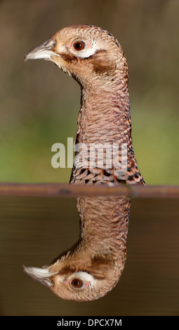 Gemeinsamen Fasan, Phasianus Colchicus, einzelne Weibchen Wasser, Warwickshire, Januar 2014 Stockfoto