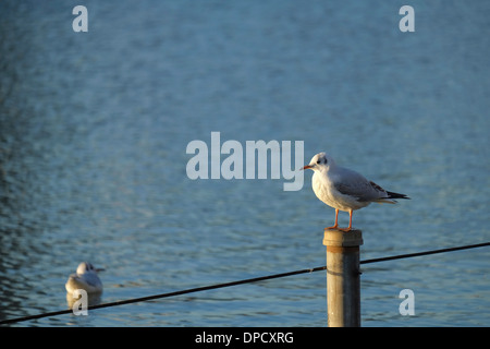 Black-headed Seagull (Yurikamome), Shinobazu-Teich im Ueno-Park. Stockfoto