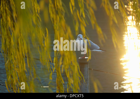 Black-headed Seagull (Yurikamome), Shinobazu-Teich im Ueno-Park. Stockfoto