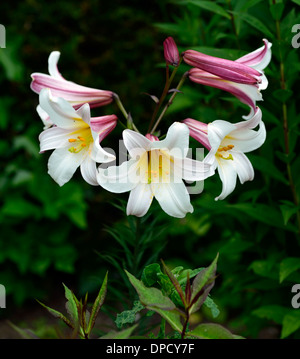 Lilium Regale königliche Lilie Lilien weißen Trompete Blume Blumen Blüte Blüten duftende Düfte wohlriechenden Duft Stockfoto
