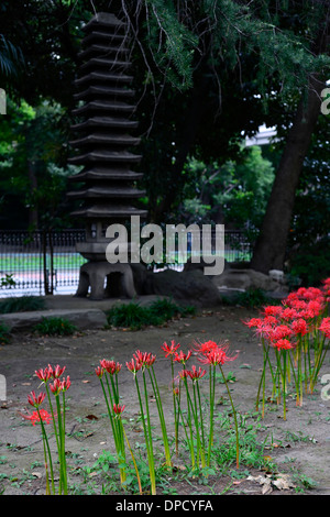 Lycoris Radiata Zeile Zeile rot Spider Lily Blüten Blumen Blüte japan buddhistische Tempel Schrein Gartengestaltung Gartenbau Stockfoto