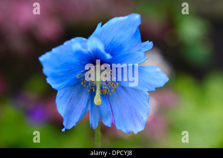 Meconopsis Betonicifolia Himalaya blau Mohn Blume mehrjährige ungewöhnliche Pflanze Blüte blühende Blüte auffällige Farbe Farbe Stockfoto