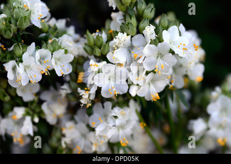 Polemonium Caeruleum weiße Perle Album Jacobs Ladder Baldrian Blume Blüte Blüte Staude Stockfoto