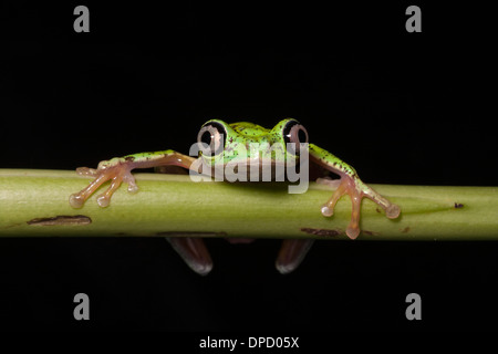 Lemur Blatt Frosch, Hylomantis Lemur, Costa Rica Stockfoto