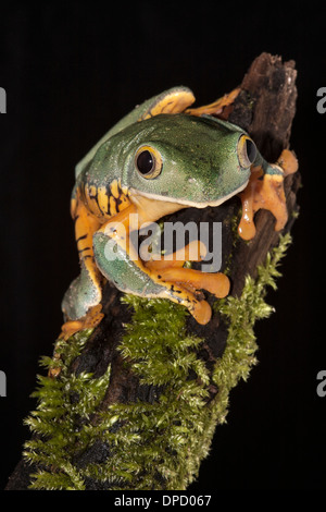 Herrliche Blatt Frosch, Cruziohyla calcarifer Stockfoto