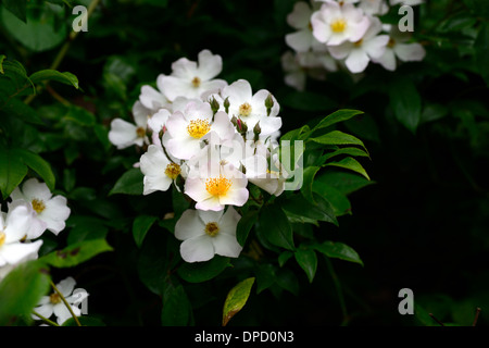 Rosa Hochzeitstag weiße rose Rambler weitläufigen Kletterer Kletterwände blühenden Blumen Rosen wachsen auf Steinmauer Stockfoto