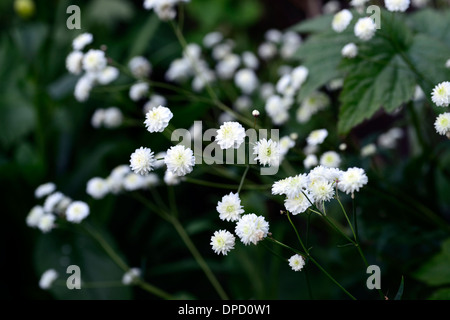 Ranunculus Aconitifolius Flore Pleno gefüllte weiße Blüten Blumen Blüte Hahnenfuß Butterblumen Gartenpflanze fair Mägde Pompons Stockfoto