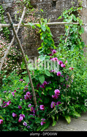 Platterbse süße Erbsen Erbsen wachsen aufwachsen Wigwam Pflanze unterstützt Frame Rahmen Sommer Jahrbücher Kletterer Klettern Blumen Stockfoto