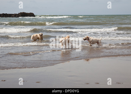 Drei Hunde spielen im Meer, Devon, England Stockfoto