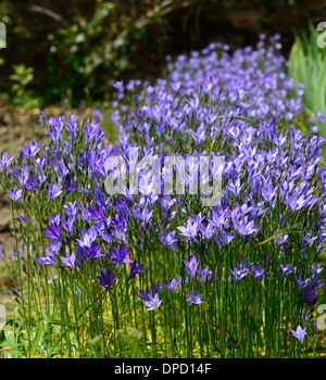 Triteleia Laxa Ithuriel Speer Syn Brodiaea Laxa blau lila Blumen Blüte mehrjährige Birne Stockfoto