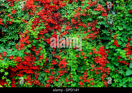 Eine rote Tropaeolum Speciosum Kletterpflanze wächst durch eine