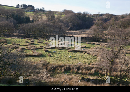 Schafe in Feldern auf einem abgelegenen Bauernhof in den West Dart Valley, Dartmoor, Devon, UK. Stockfoto