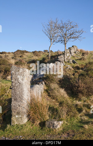 Trockenmauer, Mond und zwei Bäume im Moor auf Dartmoor, Devon, UK. Stockfoto