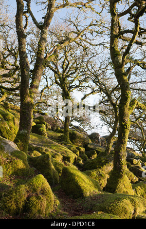 Wistman's Wood, einer alten Eiche Wald auf Dartmoor, Devon, Großbritannien. Quercus robur - Pedunculate oak oder Englisch Eichen Stockfoto