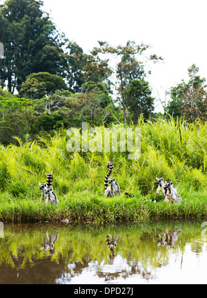 Ring-Tailed Lemuren in Madagaskar. Stockfoto