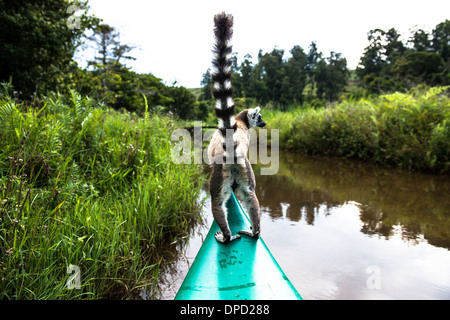 Ein Ring Tailed Lemur auf einem Boot. Stockfoto