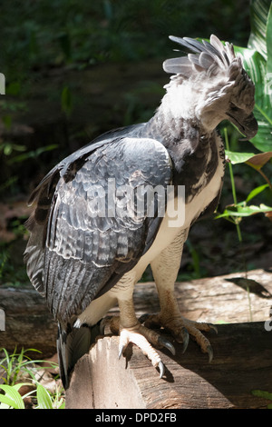 Harpyie, Harpia Harpyja, Panama Nationalvogel Profil. Stockfoto